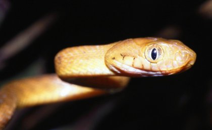 The brown tree snake (Boiga irregularis)
